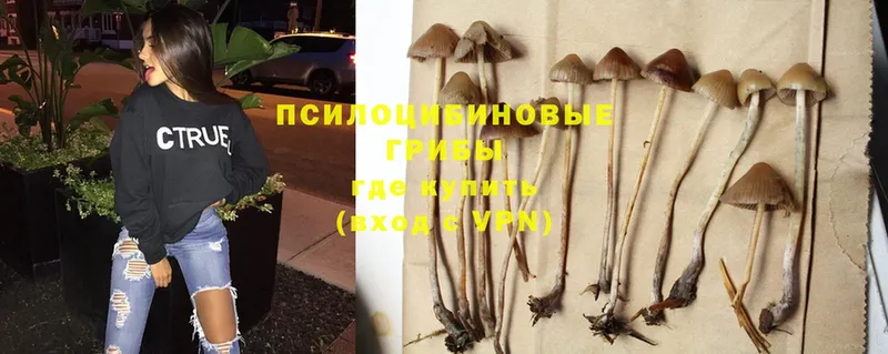 Галлюциногенные грибы Cubensis  купить наркотики цена  Апшеронск 